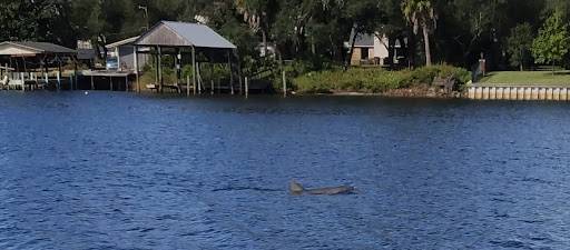 Dolphin in water near shoreline with docks and greenery.