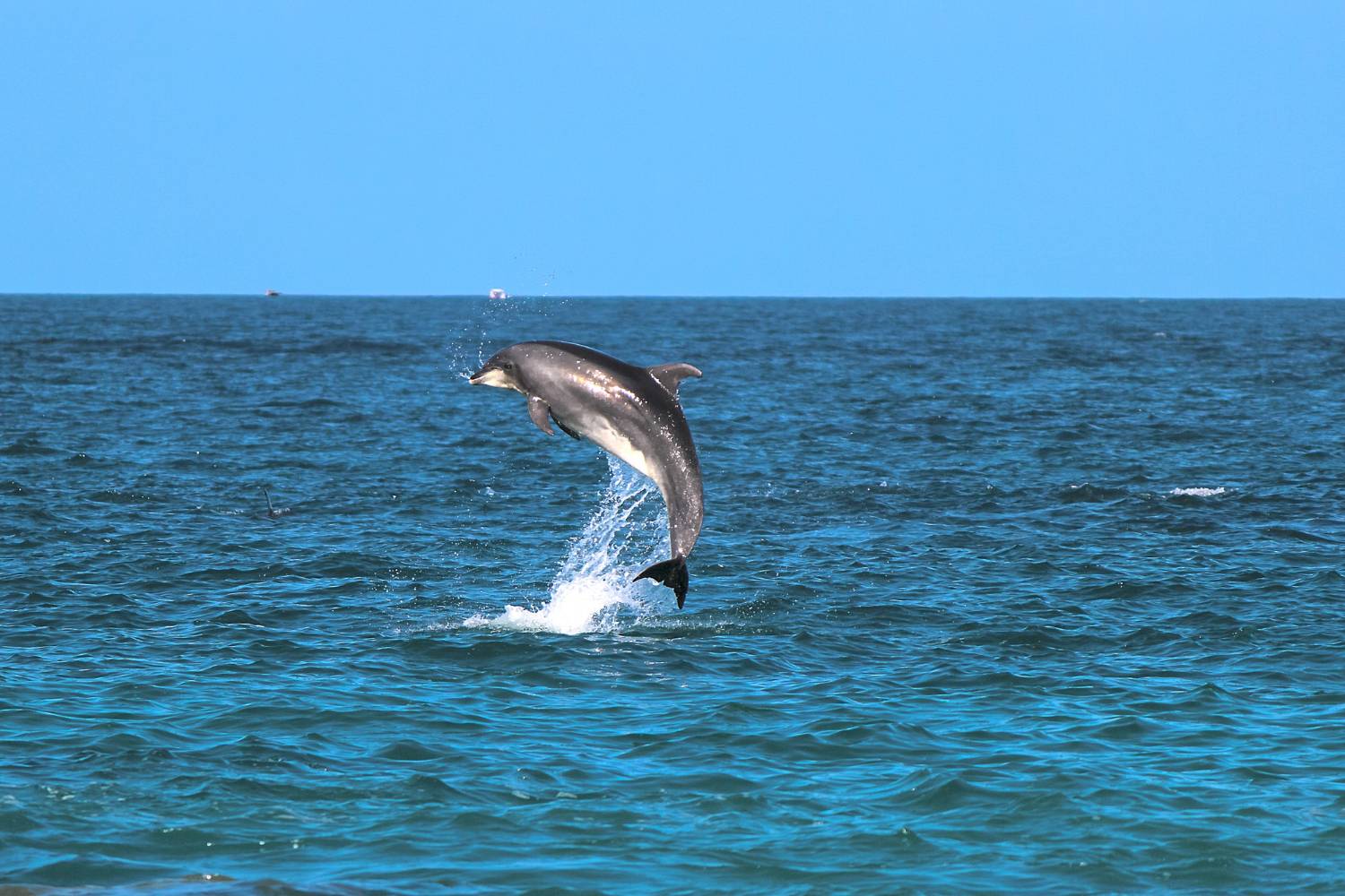 "A dolphin leaps gracefully above the ocean's surface, epitomizing the thrill of dolphin encounters."